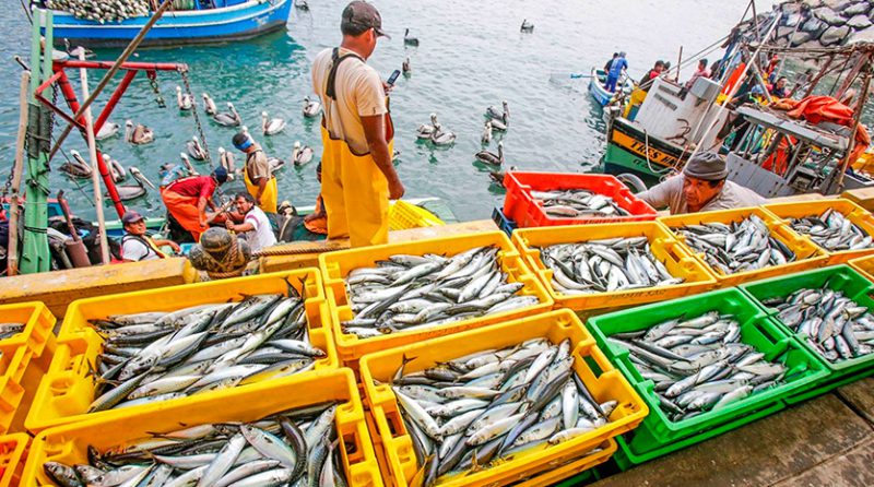 “Se debe establecer un régimen especial de pesca de anchoveta en la zona sur, similar al del 2003”