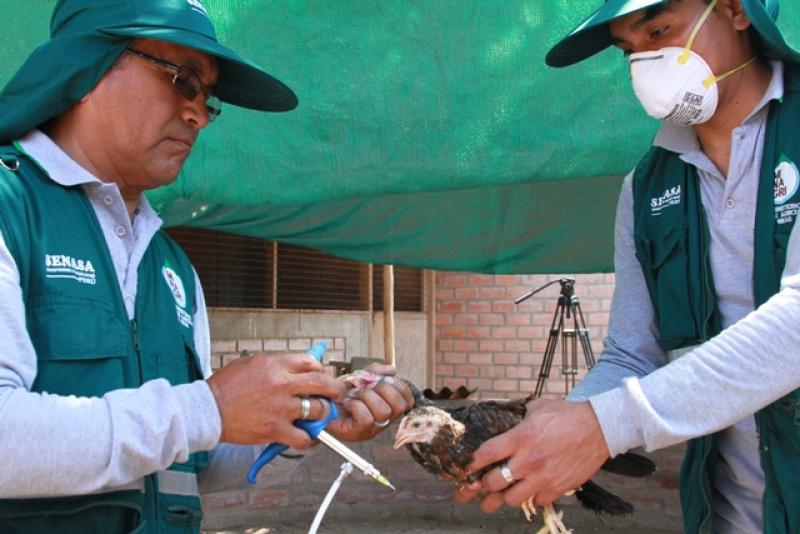 Senasa alerta sobre posible contagio de gripe aviar.