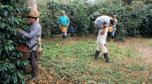 Jorge Aranguri: “2026 será un escenario más desafiante para el sector agroexportador”