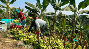 Perú superó evaluación del Comité de Agricultura de la OCDE