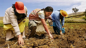 Banco Mundial propone impulsar productividad rural
