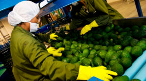 BCRP: Perú supera a Colombia, México, Brasil y Chile en exportaciones no tradicionales