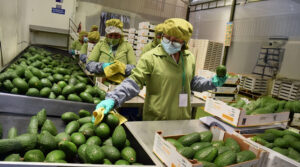 Agroexportaciones crecen 6.7 % en el primer bimestre