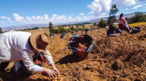 BCR: sector agropecuario creció 4 % en enero 2026