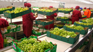 Perú apunta a liderar agroexportaciones en 2026