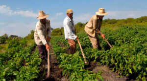 Cultivos de arroz, papa y palta enfrentan riesgo climático