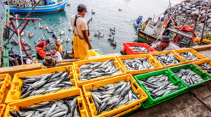 Perú bate récord con USD 2200 millones en exportaciones pesqueras