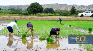 Fenómeno El Niño Costero obliga al sector agroexportador a reforzar su estrategia financiera