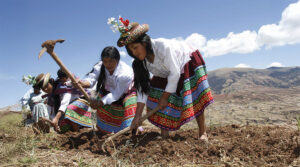 Midagri proyecta más de 2 millones de hectáreas de siembra